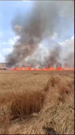 Mardin'de 70 dönüm buğday tarlası yandı; 13 gündeki yangınlarda 4 bin 885 dönüm ekili arazi zarar gördü