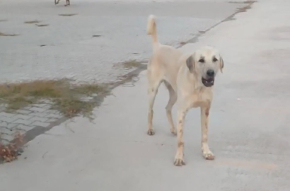 Spor yaparken başıboş köpeklerin saldırısında yaralandı