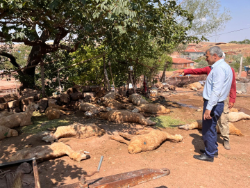 İçtikleri sudan zehirlendikleri öne sürülen 60 küçükbaş öldü