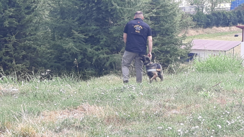 KOCAELİ Kayıp kadını arama çalışmalarında kadavra köpeği Zeyna koku aldı; ceset bulundu (VİDEO EKLENDİ)