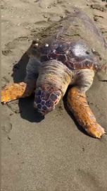 Hatay sahilinde ölü caretta caretta bulundu