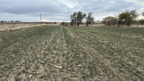 Trakya'nın 'sarı altın çiçeği' kanolayı kuraklık vurdu