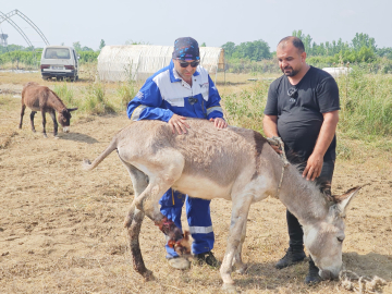 Ölüme terk edilen yaralı eşeği tedavi ettirip, yeniden yürümesini sağladı